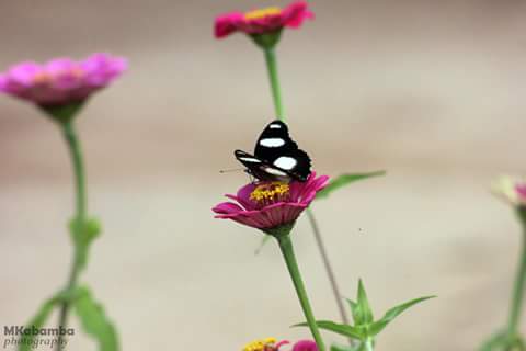 iamkabamba's tweet image. “THE caterpillar does all the work, but the butterfly gets all the publicity.” #7DaysOfNature #Day3
@MKabamba_Pictures