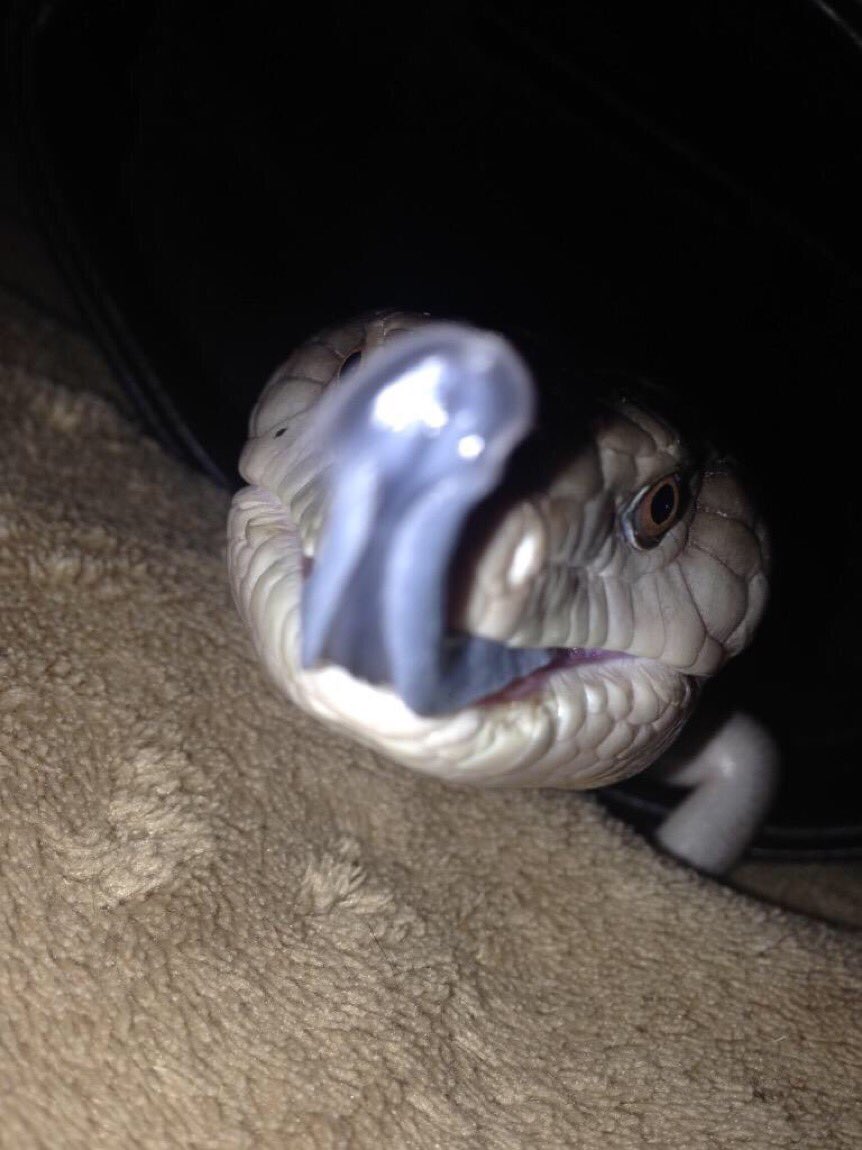you have been licked by the lucky blue tongued skink! retweet in 20 seconds and you will have good luck for a week! 10/10