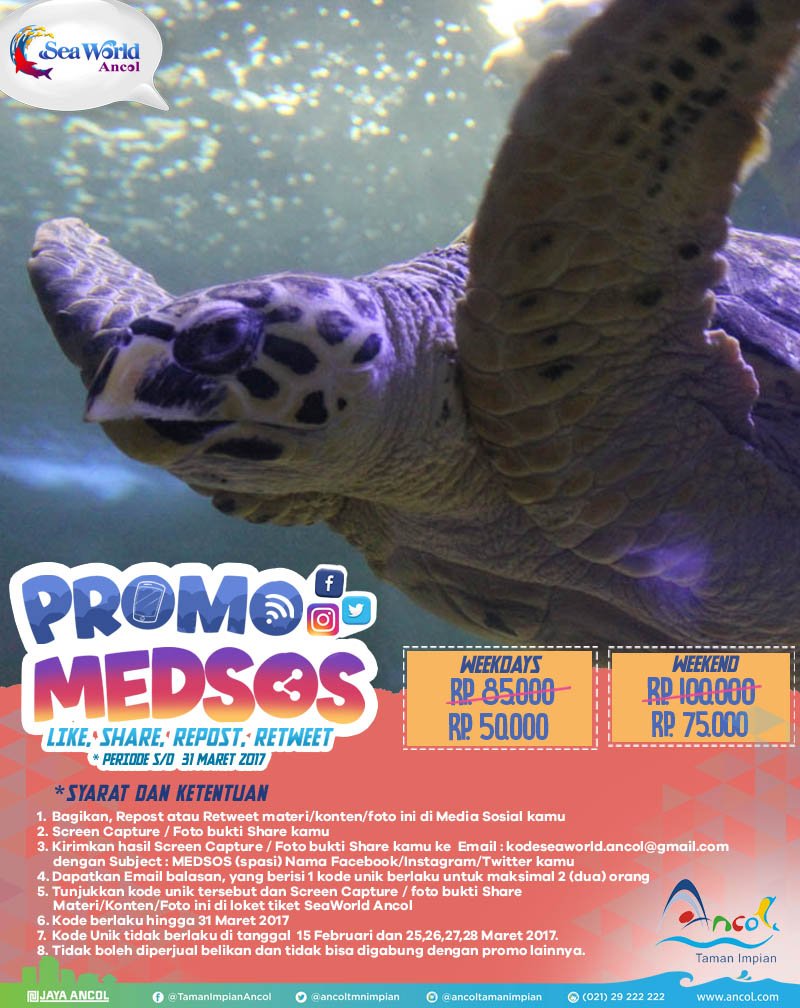 Lihat penyu yuk di SeaWorld Ancol dengan menggunakan promo MEDSOS yg bsa kamu cek di ancol.com/promo