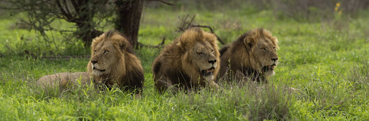 Singita_'s tweet photo. NEW BLOG POST // Lebombo: Land of Lions https://t.co/SQlFTpmPXK https://t.co/2PWGSeNByL