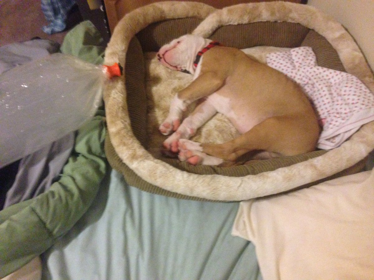 JohnRuss00's tweet image. Bruno had one too many volcano bags of Agent Orange!! 😂@CoralReefer420 @RealEmeraldCup @HIGH_TIMES_Mag #SungrownOnly #PitPride