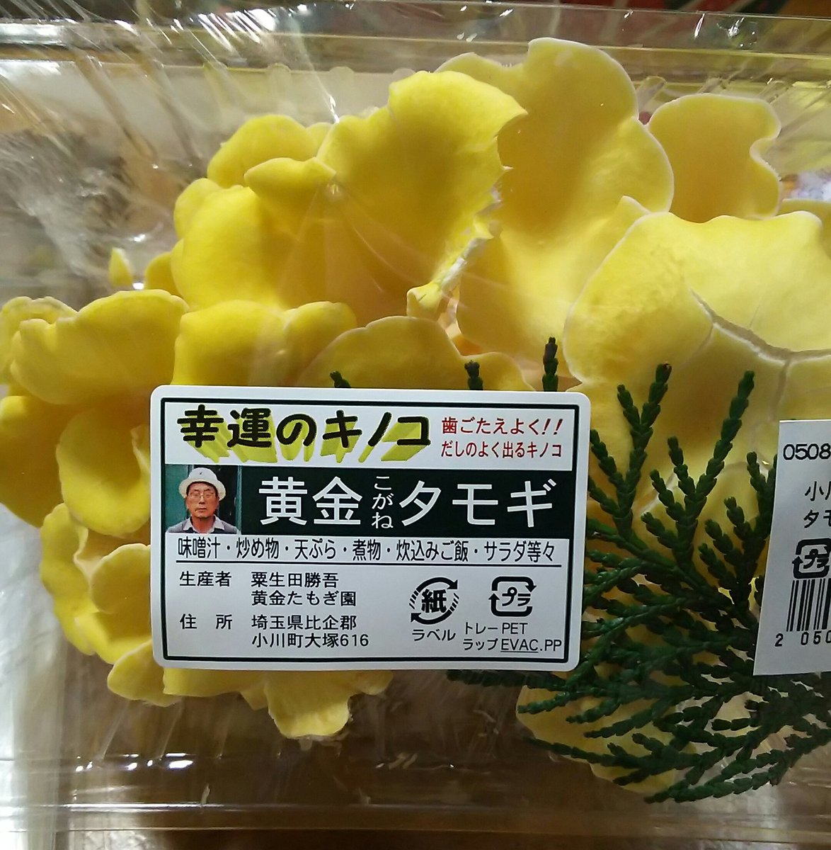 幸運のキノコ 幸運のキノコ