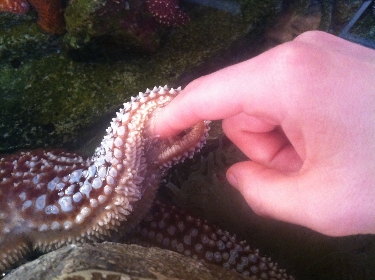 A girl noticed me at a party and said,"Hey aren't you that girl who got her hand stuck in a starfish at the museum?" ...Uh no. #IGotCaught