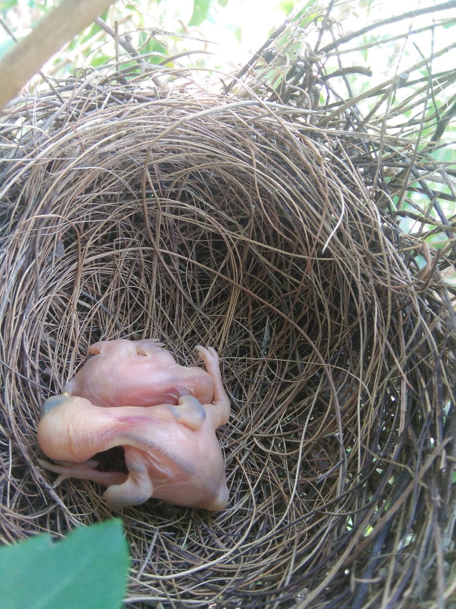 Vssaranraj5's tweet image. கல் குருவிகள்