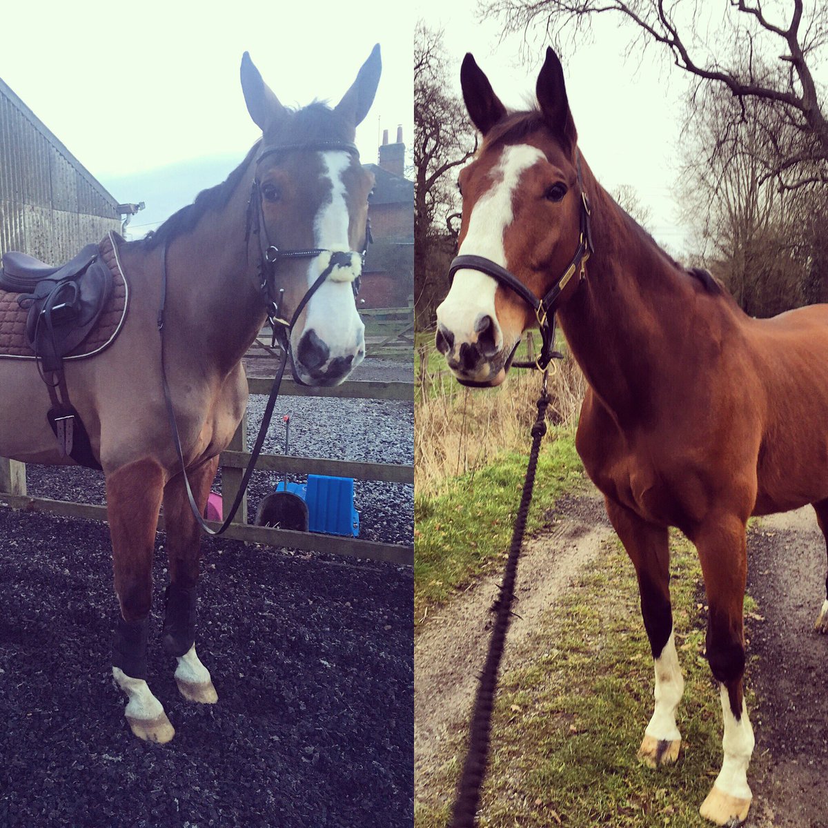 orangeluce's tweet photo. #transformationthursday with a little help from @TeamSPILLERS ... My best boy ❤️ https://t.co/3CpK2ZP5Bn