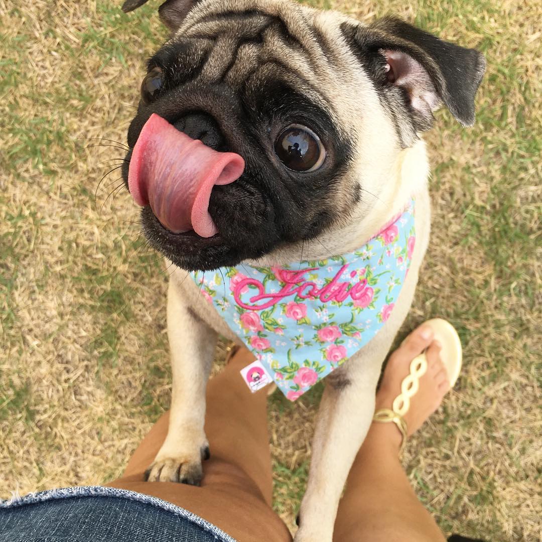 DogInventory's tweet photo. #photooftheday #amazing #love #dogs #onelove #puppies #puppy #puppylove #perfect #f4f #followforfollow https://t.co/NUCVwYcKYW