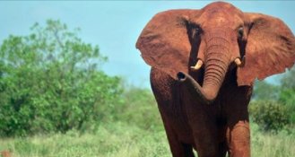 Malawi_Waves's tweet photo. Why 500 African elephants are moving home: https://t.co/UQin13RwJj @BBCNews
#Malawi #ElephantRelocation https://t.co/wJWbmB5gNW