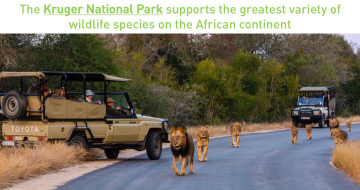 DNABarcodes's tweet photo. #FunFactsAboutSA 😋
🌳 @SANParksKNP 🌵 @BiodiversityUoG 🌲
#iBOL2017 #BarcodeOfWildlife #DNA #Barcoding #Nature #AfricaAwaits https://t.co/auE5O10pPY