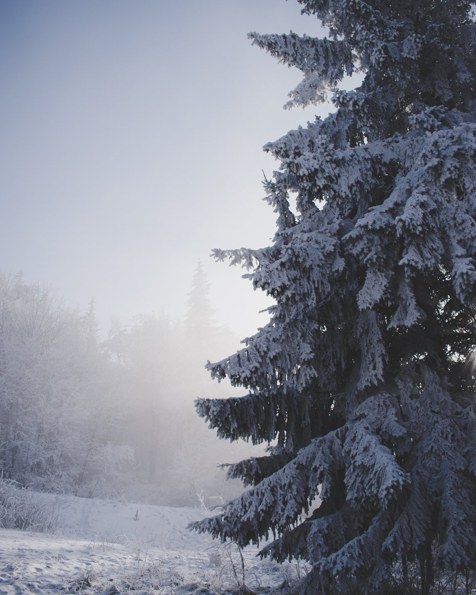 Glennstevenss's tweet image. Tree #tree #mist #snow