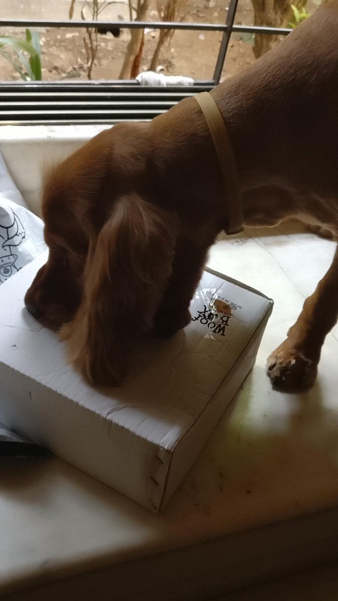 TheWoofBox's tweet photo. Delivered ! 😍 #thewoofbox #BoxOfHappiness #tails #TailWaging #SubscrptionBox https://t.co/7zt4xWkytL
