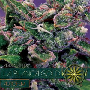 New post (La Blanca Gold AutoFem) has been published on Vision Seeds - visionseeds.nl/product/la-bla…