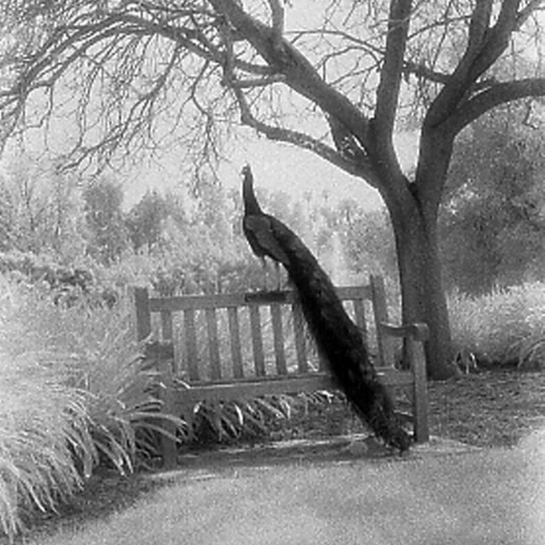 blakcirclegirl's tweet photo. @blakcirclegirl #filmphotography #filmisnotdead #redbubble10 https://t.co/prEfQPl6GS