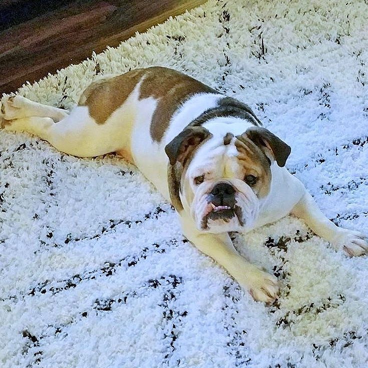 2Mpup's tweet photo. Happy #tbt! Who else is still obsessed with these black and white shag rugs? 😍 https://t.co/9At3HGRGQM
