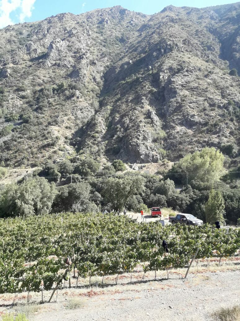 Empezando hoy la primera cosecha 2017 con la primera cosecha de nuestro nuevo Chardonnay en Boca Chica #sanjosedemaipo #espino #theresichile