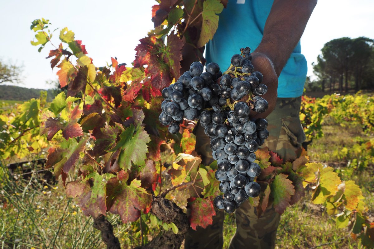 Els vins <a href="/DOEmporda/">DO Empordà</a> gaudeixen d’un prestigi enorme des de l’edat mitjana.
Descobreix la selecció <a href="/ExcellentGirona/">Girona Excel·lent</a>
🍷 bit.ly/VinsGironaExce…