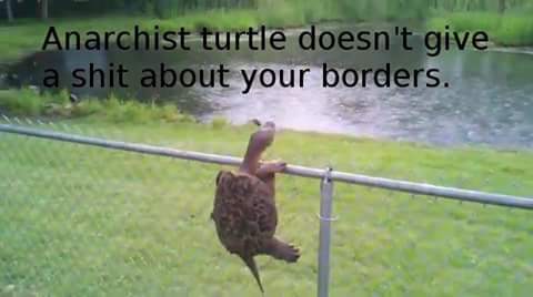 ZorcJohnson's tweet image. This turtle ain't shit #FunnyDaily's