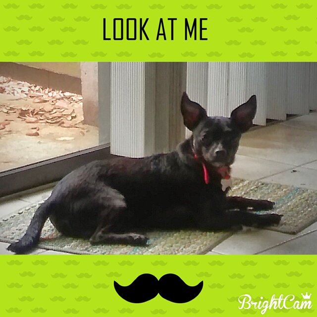 My furbaby Zeus is in need of things. Go spoil him here - &nbsp;https://t.co/lxaZElEHKE 🐶❤ https://t.co/K<a href="/tag/wcw"class="tags"><span>#wcw</span></a>