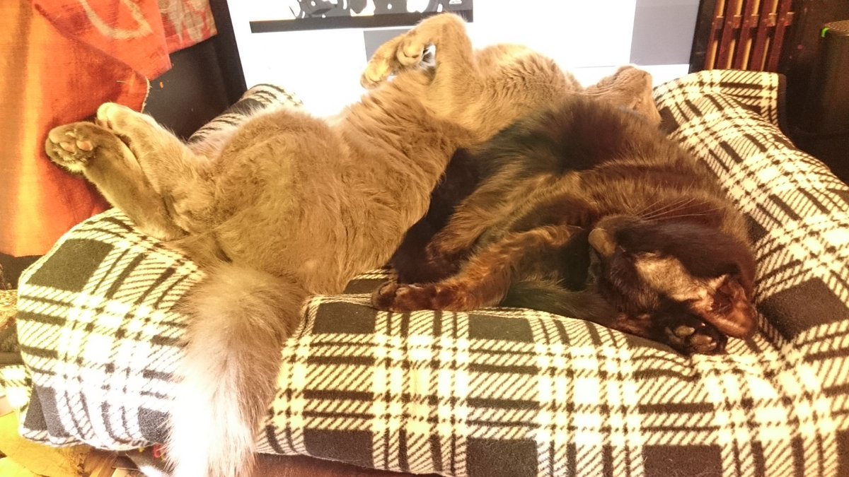 毎日3分で作れる猫ベッドについて。欲しいサイズでどこのおうちにもあるであろう材料ですぐ組み立てられます。集文館掌中版デラックス三年手帳に、ローラークライナーのオールドゴールデングリーンで記述。 #私的手帳覚書 