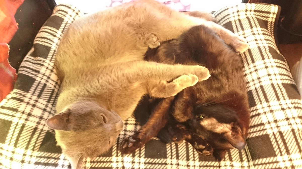 毎日3分で作れる猫ベッドについて。欲しいサイズでどこのおうちにもあるであろう材料ですぐ組み立てられます。集文館掌中版デラックス三年手帳に、ローラークライナーのオールドゴールデングリーンで記述。 #私的手帳覚書 