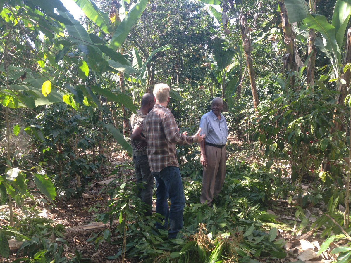#TBT Visiting a #coffeefarm regeneration project in #haiti and preparing for our coffee harvest of #specialtycoffee
