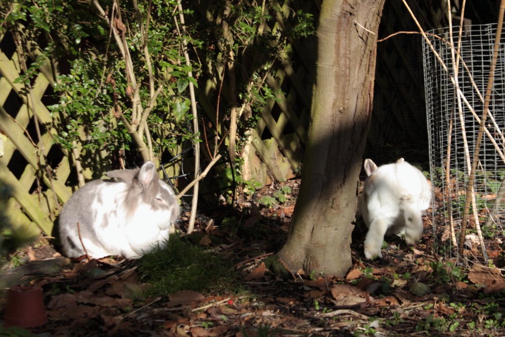 Bunny_Blogs's tweet photo. Its a great day for exploring and dozing in the sun. It feels like spring! #RabbitAntics https://t.co/AJLQpTWK46