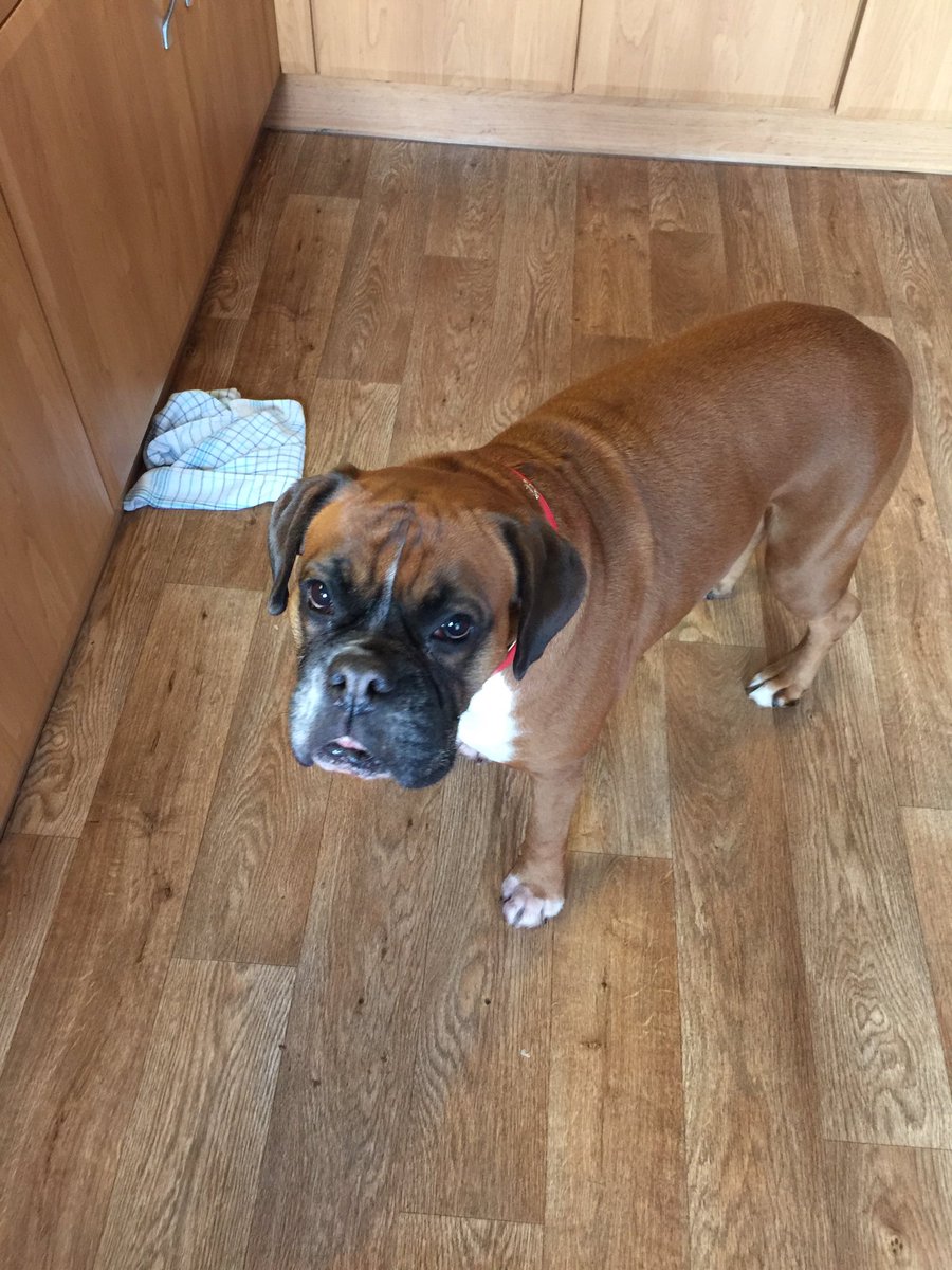 DuchessDubois's tweet image. #whatdoing?