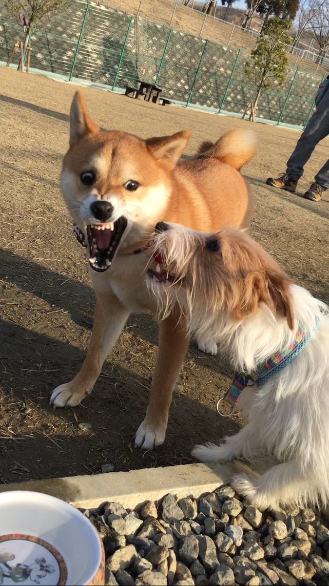 O Xrhsths 柴犬 いっちゃん Sto Twitter ドッグラン写真パート2 いっちゃんの怒ってる顔初めて見た 笑 めっちゃかわいいー O Xrhsths 柴犬 いっちゃん Sto Twitter ドッグラン写真パート2 いっちゃんの怒ってる顔初めて見た 笑 めっちゃかわいいー