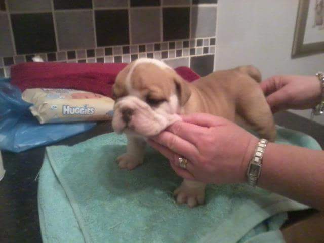 BullyMagic's tweet image. #ThrowbackThursday Tallulah approximately 3-4 weeks old. She is coming up 6 years old this October