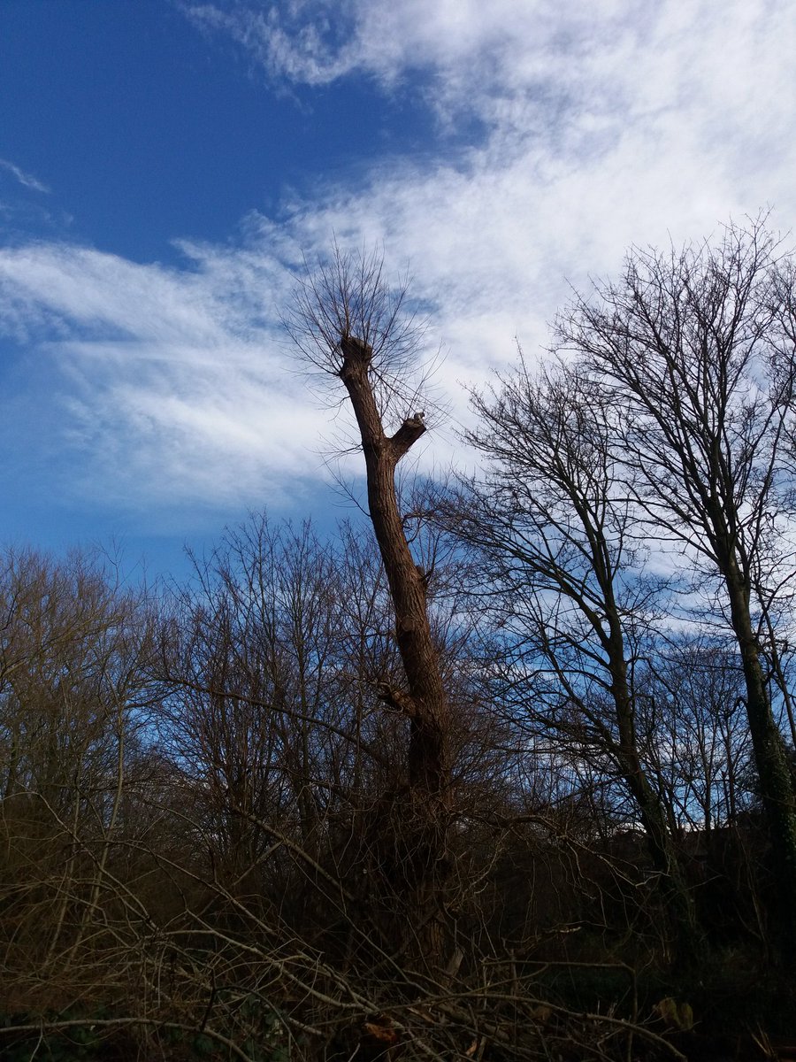 ZT002's tweet photo. #jogblog The daffodil is out. Here's a squirrel up a tree. https://t.co/9ynEctUCxY
