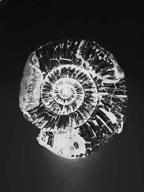 Examples of my rusted fossils - I will  to scale up to human size and photograph on Kimmeridge beach. #purbeckartweeks #storiesfromdeeptime