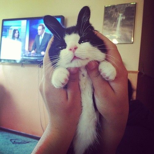 animalspicscute's tweet photo. #Bunny-Cat #Catasters-Bunny #Cats #Cats-Need #animals #cute #funny https://t.co/bbmcnmEPde "Bunny Cat Is Not Amused" https://t.co/3gF9jMFGAW