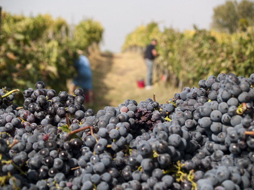 WineNewsIt's tweet photo. #Anteprime2017, #Toscana, vendemmia 2016 #rosso #Nobile @consorzionobile #Montepulciano a 4 stelle (su 5) https://t.co/55ZMXXf16c