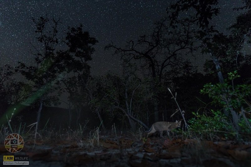 They thought all Thai swamp cats were dead. They were wrong.
khaosodenglish.com/news/bangkok/2…