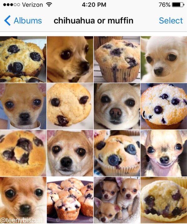 犬 パン モップ 唐揚げ 犬と区別がつかなくて頭おかしくなりそう 話題の画像プラス 犬 パン モップ 唐揚げ 犬と区別がつかなくて頭おかしくなりそう 話題の画像プラス