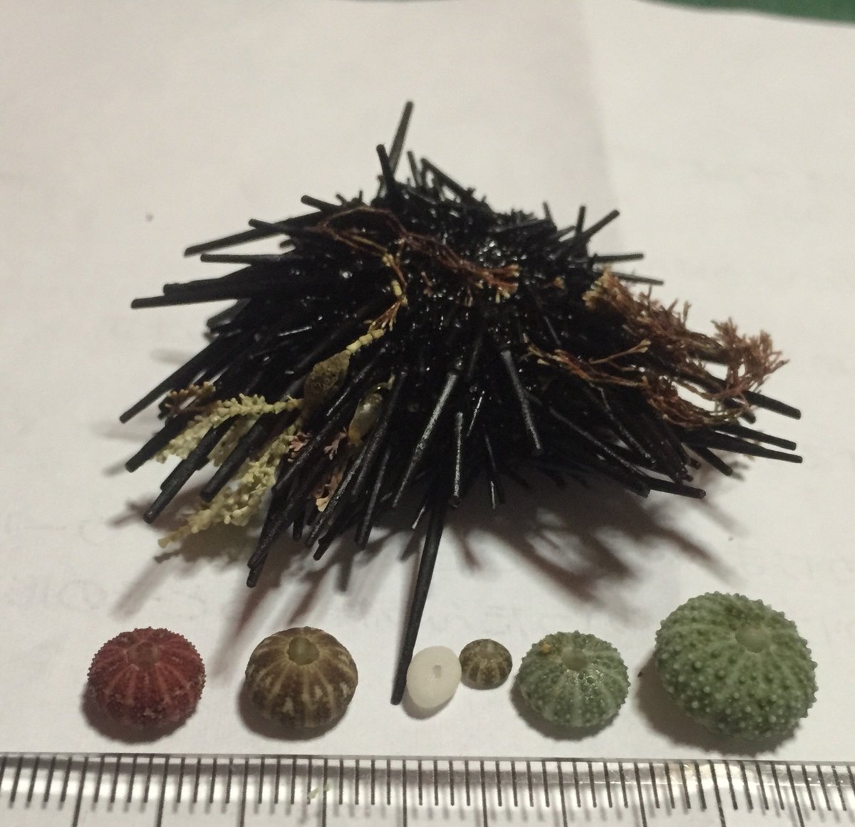 ふみ 3古代フェスありがとうございました きっと 小さくて模様のある人たちはコデマリウニといふのですか 可愛い名前ですね ご教示ありがとうございます ご本は現在お届け待ちなのです 前例左の2個の赤と茶色のみたいにカラバリあるんでしょうか 未