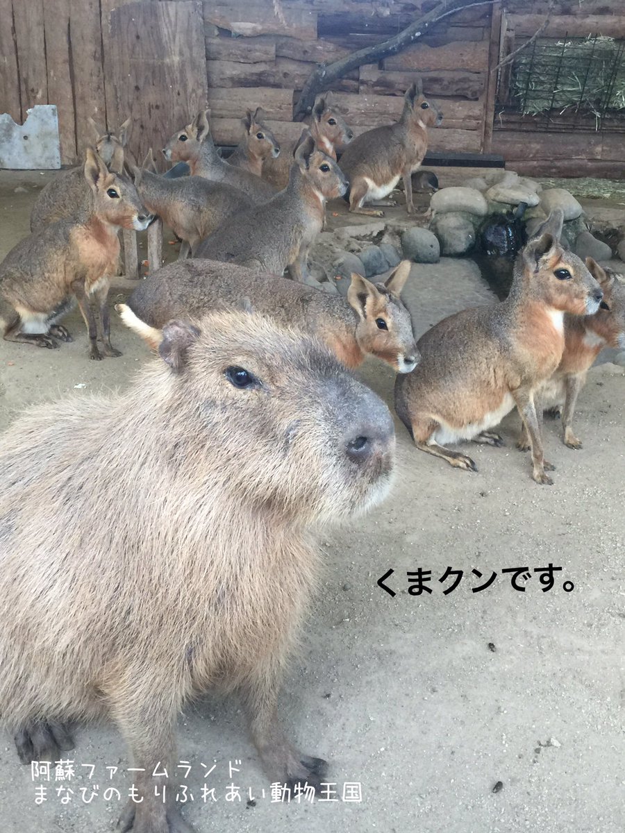 阿蘇ファームランド ふれあい動物王国 على تويتر 僕はマーラとも仲良し 昨日マーラベビーが誕生しています 阿蘇ファームランド まなびのもりふれあい動物王国