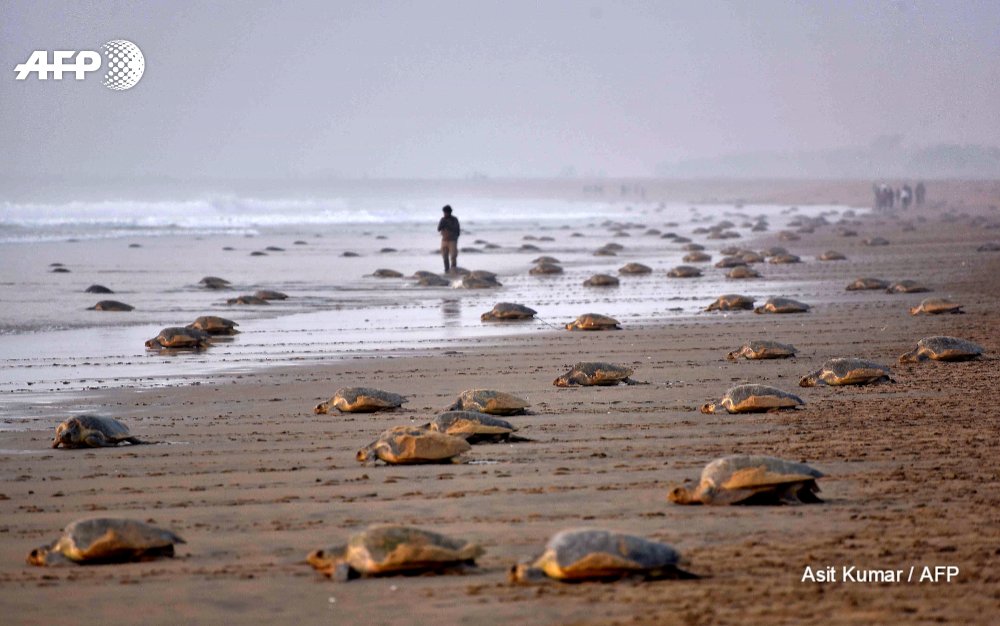 AFP's tweet photo. Thousands of Olive Ridley sea turtles have come ashore to lay their eggs on Rushikulya Beach, a mass nesting site in the Indian Ocean https://t.co/3UmeSFVLbV
