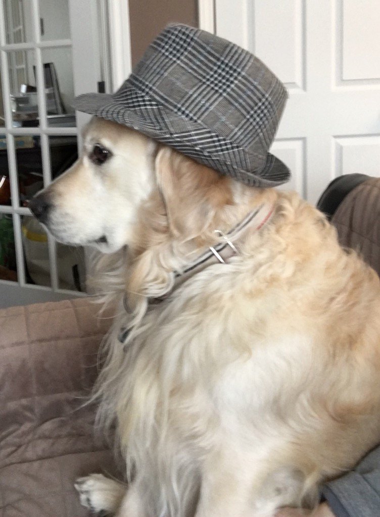 emmadoylenl's tweet photo. Happy birthday @SeamustheGolden who plays detective with me without complaining!  I love you Seamie! #girlsbestfriend https://t.co/FnfGchQwLM