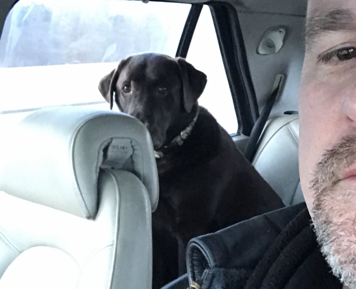 EmsBkPilot's tweet photo. Dog #stinkeyes me till I open window. #labrador #dogproblems #dogs https://t.co/GALhfxal9z