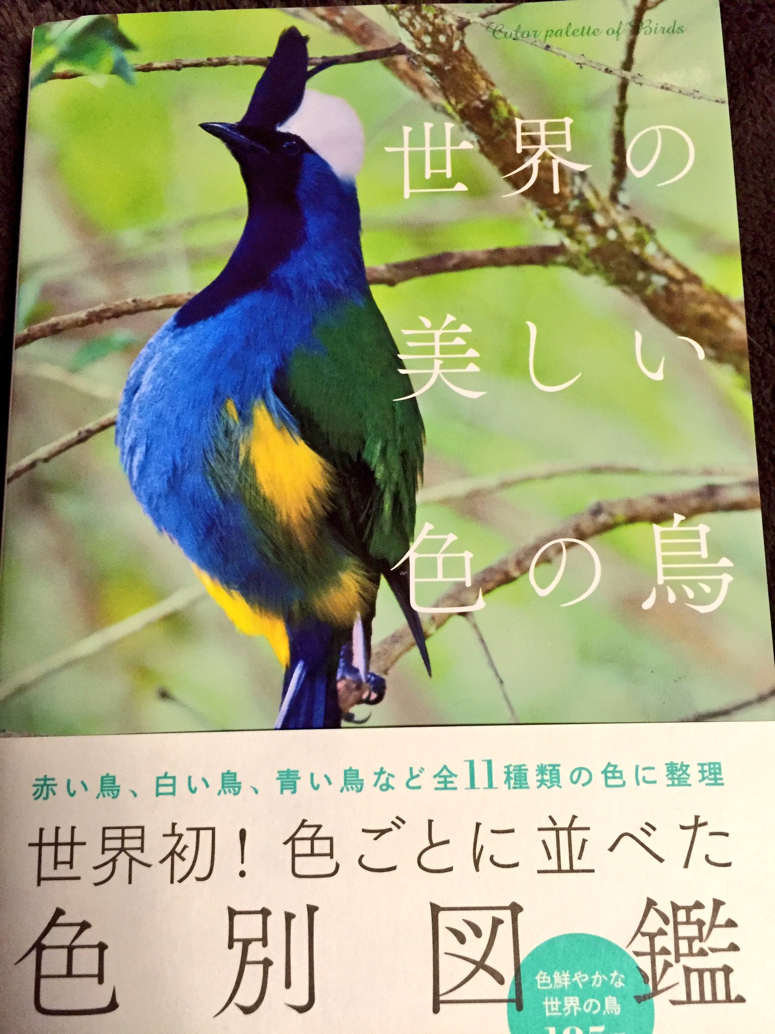 夕羽雅楽 2ふぁぼ 世界の美しい色の鳥 185種の鳥を色別に並べた図鑑 美しい色の鳥なのにカラスがいないのは解せないけど鳥好き的に美味しい本 ちなみに私はこの本の中では画像3枚目のアカガタテリムクを推してる T Co Pxhclxbpjl Twitter