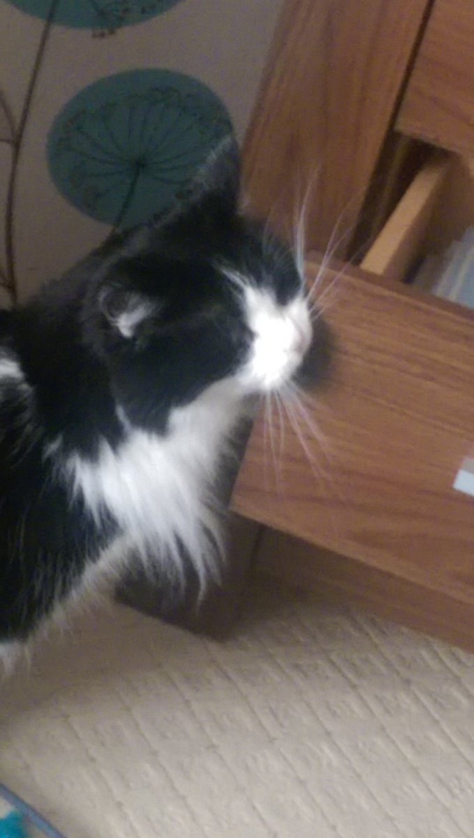 tilly_tots's tweet photo. I lovez the printer is it playtime with the papers again...mum? https://t.co/2eu3lW5fgO