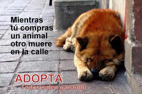 #buenosdias Amiga@s de #FelizJueves #Nolefalles #NoLoAbandones #perro #Gato Y #JuevesDeGanarSeguidores #karma #Nolomaltrates #Noloabandones