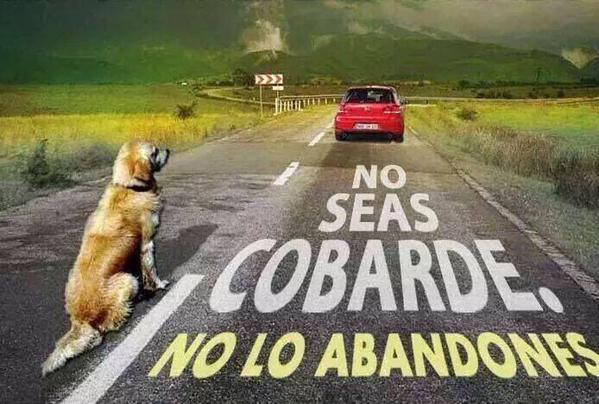 #buenosdias Amiga@s de #FelizJueves #Nolefalles #NoLoAbandones #perro #Gato #AdoptaNoCompres #karma #Nolomaltrates #Noloabandones son #Vida