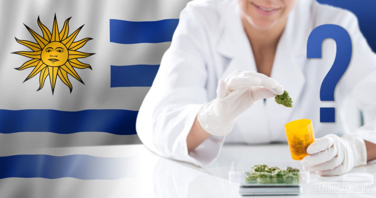 GrowLandiaOFI's tweet photo. #Uruguay pospone la venta de #cannabis otra vez - https://t.co/r6SAL0mejf https://t.co/LoeUy6axOe