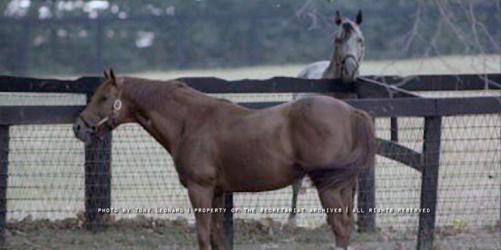 Secretariatprmr's tweet image. Throwback to when #Secretariat and #SpectacularBid hung out together and raced along their shared paddock fence line at @claibornefarm. #TBT