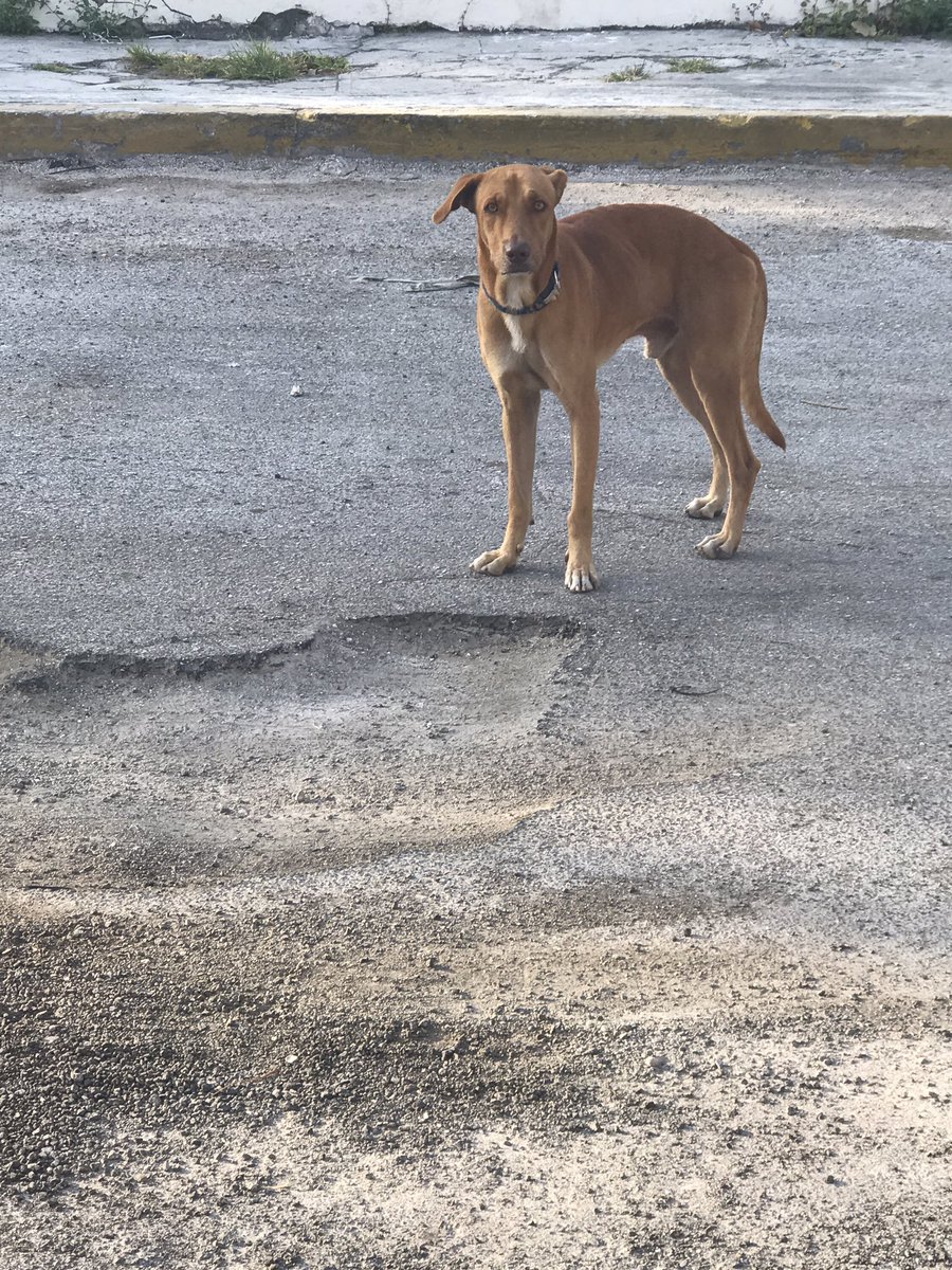CarlitaHidalgo's tweet photo. #Cancunenses Este perrito esta perdido en la Av. Yaxchilan Trae un collar azul con blanco de tela. cc @VivoEnCancun 😢 https://t.co/RSzVb0YnqB