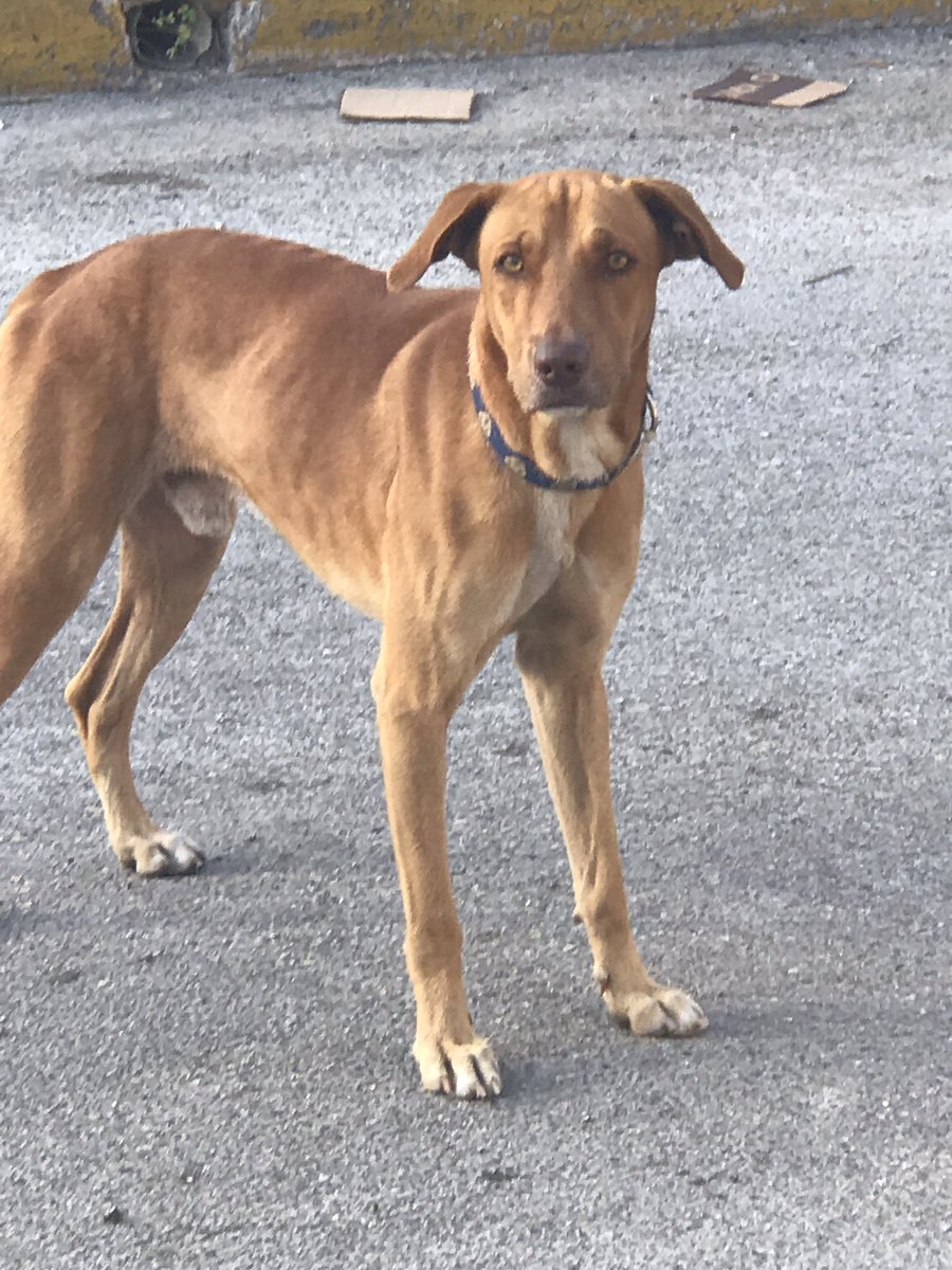 CarlitaHidalgo's tweet photo. #Cancunenses Este perrito esta perdido en la Av. Yaxchilan Trae un collar azul con blanco de tela. cc @VivoEnCancun 😢 https://t.co/RSzVb0YnqB