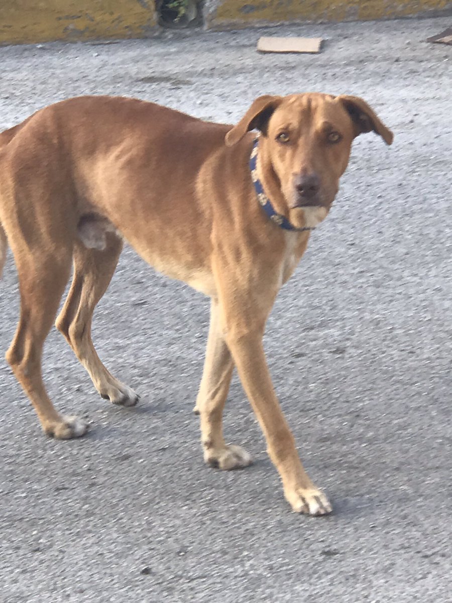 CarlitaHidalgo's tweet photo. #Cancunenses Este perrito esta perdido en la Av. Yaxchilan Trae un collar azul con blanco de tela. cc @VivoEnCancun 😢 https://t.co/RSzVb0YnqB