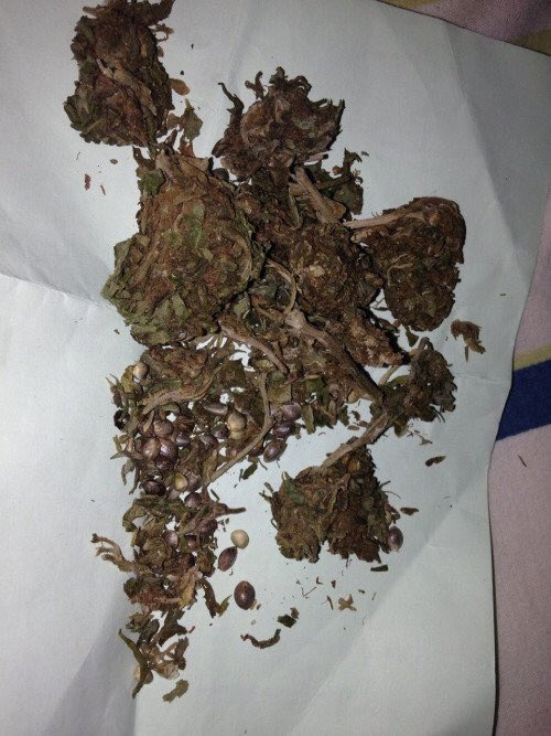 kingchip's tweet photo. if I could describe yesterday with a picture of weed 👑 https://t.co/PSJOigvzjQ