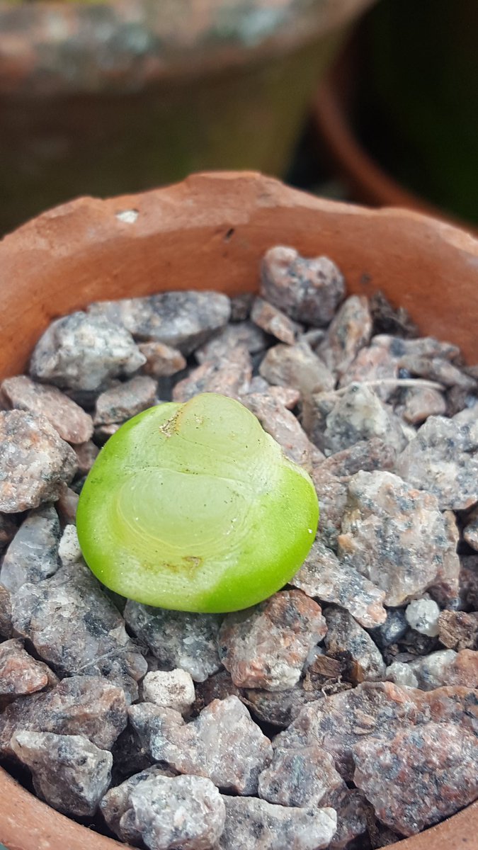 decoynursery's tweet photo. My weird creepy succulent https://t.co/ghNukFZJS8